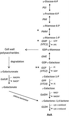 Genetic Control of Ascorbic Acid Biosynthesis and Recycling in Horticultural Crops